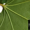 SpeciesSub: subsp. macropterum
